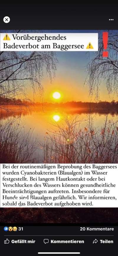 Giftköder-‼️‼️‼️ Blaualgen im Baggersee-Bild