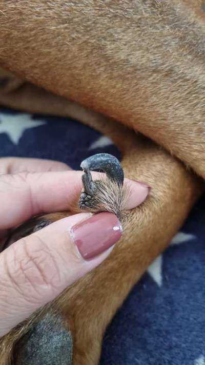 Doppelte Wolfskralle-Beitrag-Bild