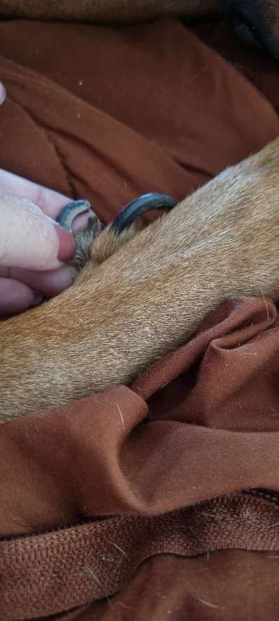 Doppelte Wolfskralle-Beitrag-Bild