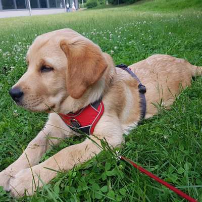 Hundetreffen-Welpentreffen Marienheide