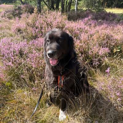 Hundetreffen-Social Walk am Wochenende-Bild