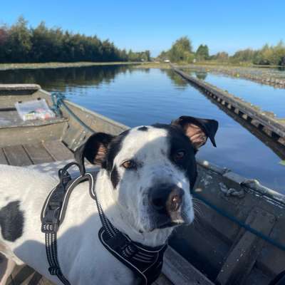 Hundetreffen-JungHundSuchtSpielpartner-Bild