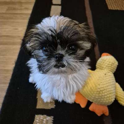 Hundetreffen-Mini Welpen Treff / kleine Hunde bis 3 kg-Bild