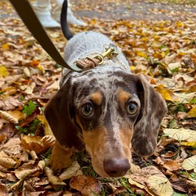 Hundetreffen-Dackel-Runde-Bild