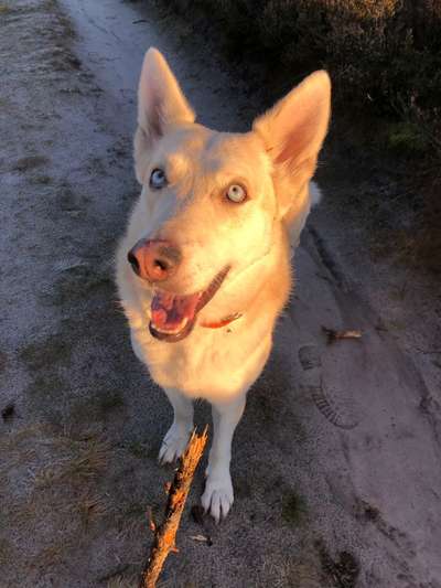 Auslandstierschutz-Beitrag-Bild