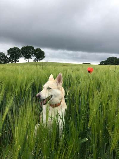 Die wunderschöne Welt mit Hund.-Beitrag-Bild