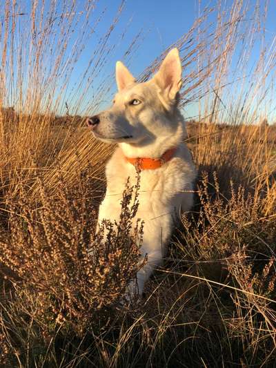 Husky-Beitrag-Bild