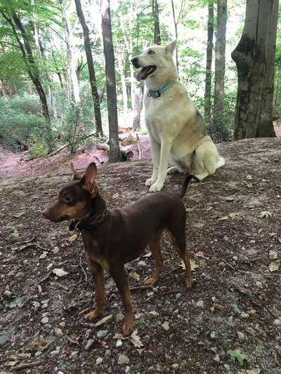 Fotosammlung: ,,Der natürliche Hund" Unbearbeitet, ungestellt und in Natura-Beitrag-Bild