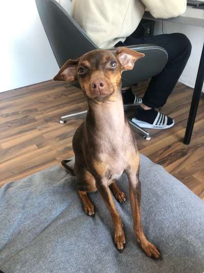 Hat jmd Erfahrungen mit dem Heilpilz Cordyceps? Oder generell lichten Stellen-Beitrag-Bild