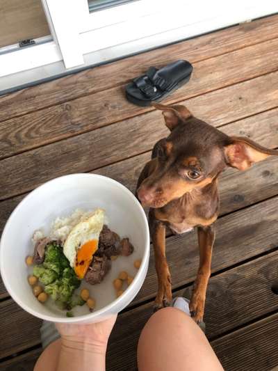 Zeigt her Eure Futternäpfe-Beitrag-Bild