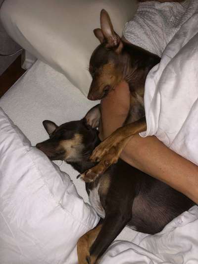 98.Fotochallange  - Hunde zeigen Zuneigung-Beitrag-Bild