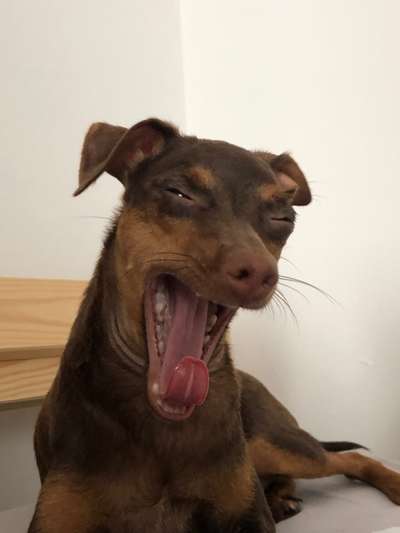 Tongue Out Tuesday-Beitrag-Bild