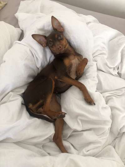 Was können eure Ohren so? ;)-Beitrag-Bild