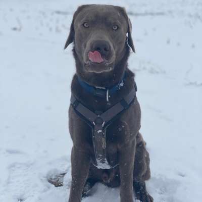 Hundetreffen-Hundetreffen in Pforzen und Umgebung:)-Bild