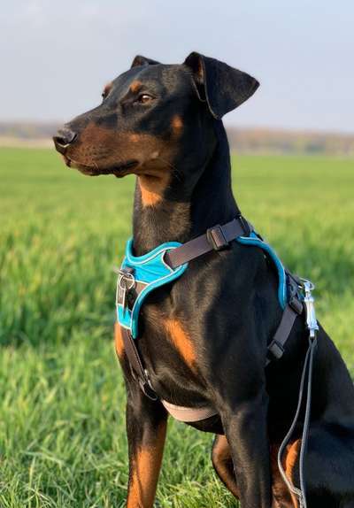 Liebhaber des Deutschen Pinscher gesucht.-Beitrag-Bild