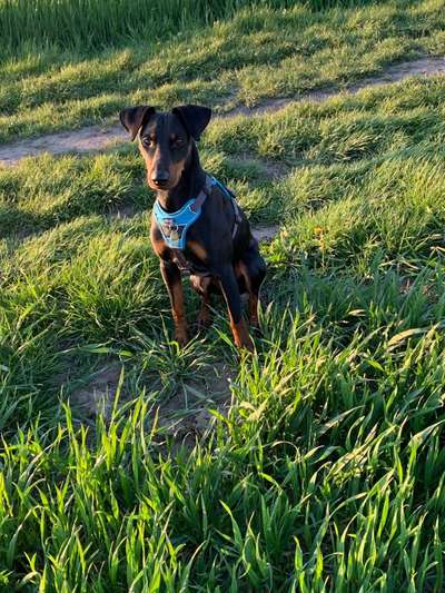 Liebhaber des Deutschen Pinscher gesucht.-Beitrag-Bild
