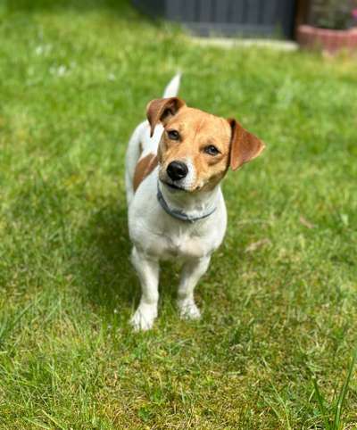 Hundetreffen-Bear sucht Gassi- und Spielkameraden in Zossen-Waldstadt-Bild