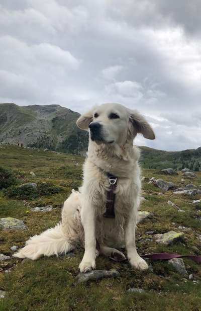 149. Foto Challenge: Wer ist hier der Boss!-Beitrag-Bild