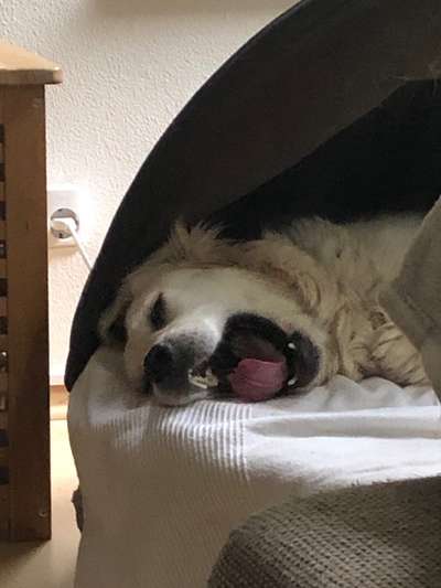 Fotosammlung: ,,Der natürliche Hund" Unbearbeitet, ungestellt und in Natura-Beitrag-Bild