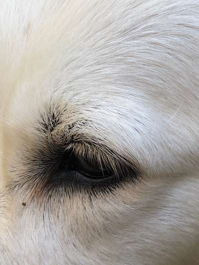 150. Foto Challaenge:  Die Augen, der Spiegel der Seele-Beitrag-Bild