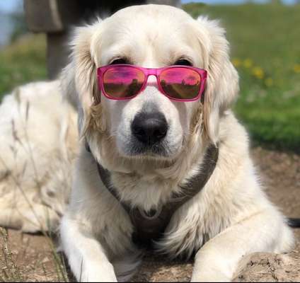 Dogorama Photo Challenge - Portrait-Beitrag-Bild