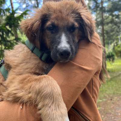 Hundetreffen-Welpentreff in Adlershof-Bild