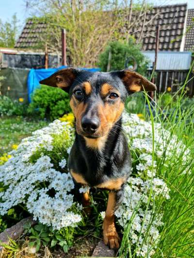 Wo sind die Zwergpinscher?-Beitrag-Bild