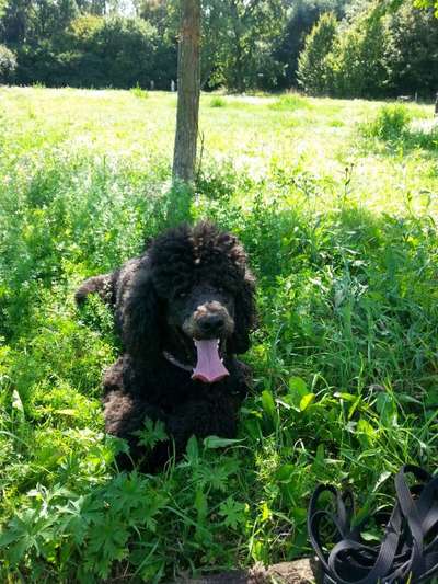 Die Dogorama Kalender Challenge Teil 3/4-Beitrag-Bild