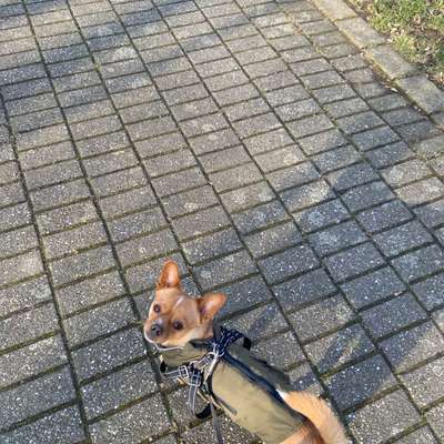Hundetreffen-Trainingspartner und Spielkameraden gesucht für Diego-Bild