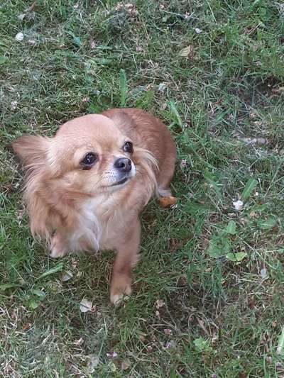 Hundetreffen-Klein Hunde Treff!-Bild