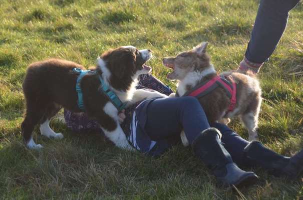 vorsicht, wir werden dominiert und manipuliert von unseren Hunden-Beitrag-Bild