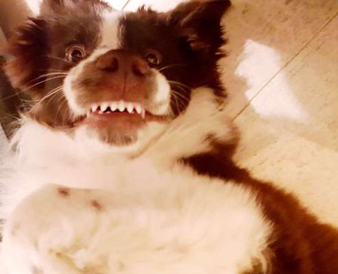 vorsicht, wir werden dominiert und manipuliert von unseren Hunden-Beitrag-Bild