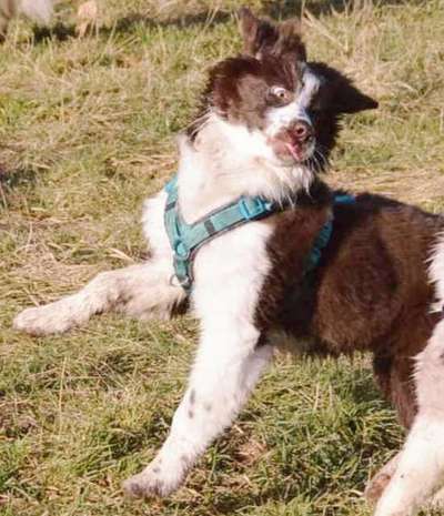 Die Dogorama-Wochen-Challenge "Die schönste Grimasse"-Beitrag-Bild