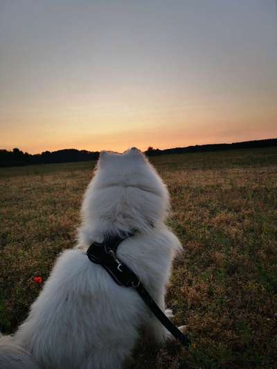 Samojede Besitzer-Beitrag-Bild