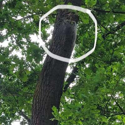 Giftköder-Verdacht auf Eichenprozessionsspinner-Bild