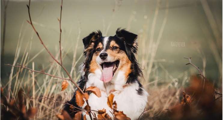 Dogorama Photo Challenge - Hundeblick zum hinschmelzen-Beitrag-Bild