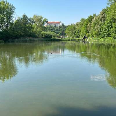 Hundetreffen-Sitzenberg Teichrunde-Bild