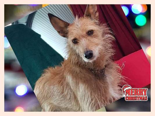 Dogorama Photo Challenge - Bescherung-Beitrag-Bild