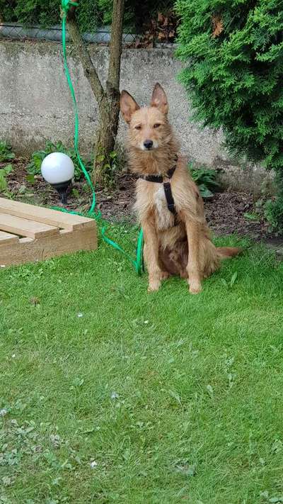 Podencomischling oder Podenco-Beitrag-Bild