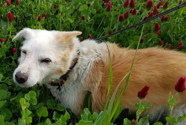 Die Dogorama Monats Challenge "Es grünt und blüht"-Beitrag-Bild