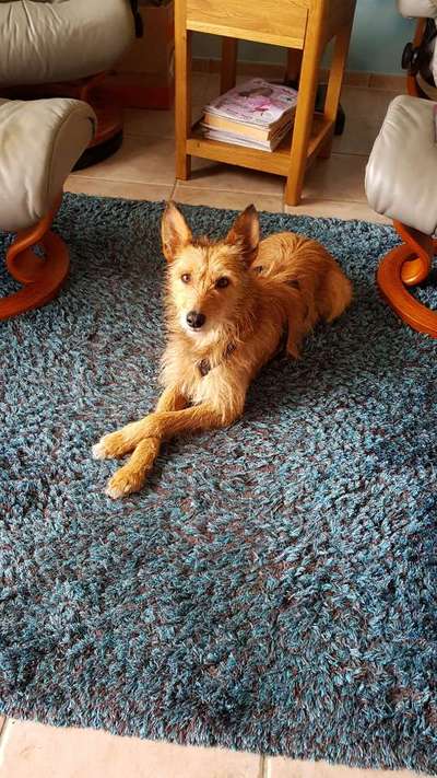 Podenco-Mix in NRW-Beitrag-Bild