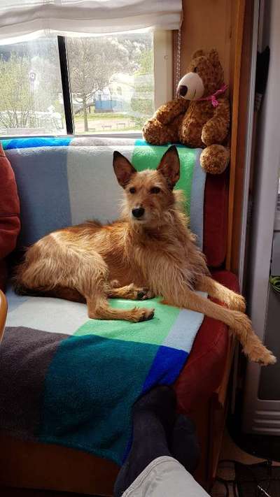 Auslandstierschutz-Beitrag-Bild