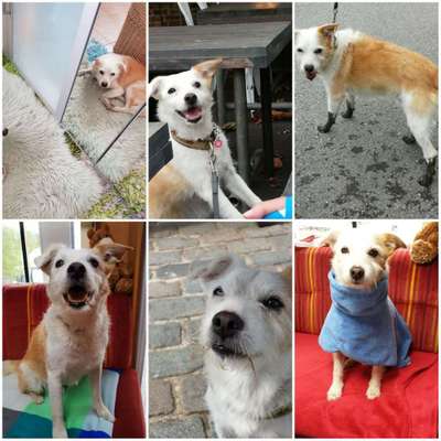 Dein Hund im Dogorama-Kalender 2021-Beitrag-Bild