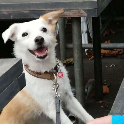 Zeigt mal die schönsten Bilder von euren Hunden !-Beitrag-Bild