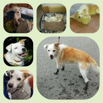 Unsere Fellnasen im Regenbogenland-Beitrag-Bild