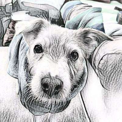 Der Hund als Cartoon-Beitrag-Bild