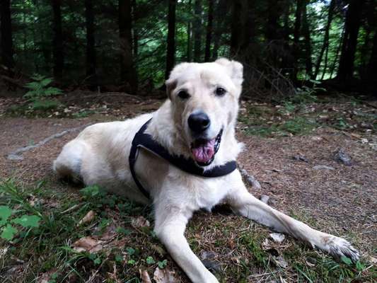 Bester Freund, Hundekumpel - zeigt her!-Beitrag-Bild