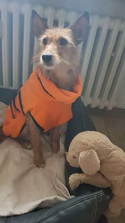 Hundekleidung - Top oder Flop-Beitrag-Bild