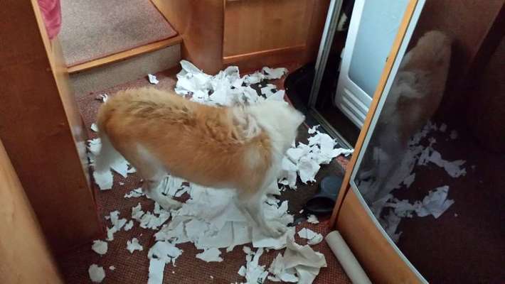 Angewohnheiten eurer Fellnasen-Beitrag-Bild