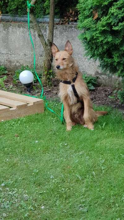 Die Dogorama Kalender Challenge Titelbild-Beitrag-Bild